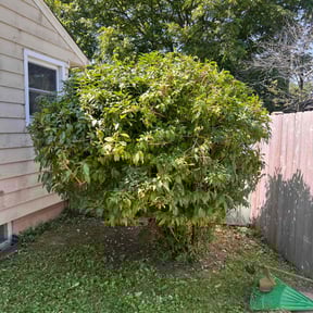 Bush Trimming by C&L landscaping reviewed on April 18, 2022