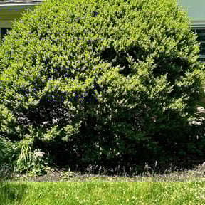 Bush Trimming by Yards Done Daily reviewed on June 26, 2022