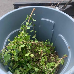 Cleanups by Thomas Lawn reviewed on February 25, 2025