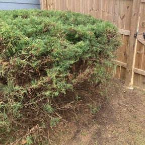 Bush Trimming by The Landscape Watch reviewed on April 1, 2022