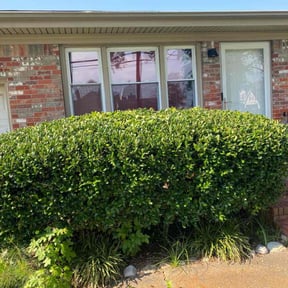 Bush Trimming by A Helping Hand Services LLC reviewed on April 28, 2025