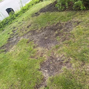 Lawn Seeding by Wgm landscaping reviewed on May 8, 2022