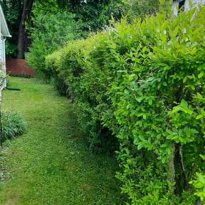 Bush Trimming by Clean Cut Lawns reviewed on September 10, 2021