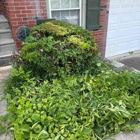 Bush Trimming by C&R Services reviewed on August 8, 2022