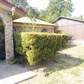 Bush Trimming by GrassFX Lawn Care reviewed on February 14, 2025