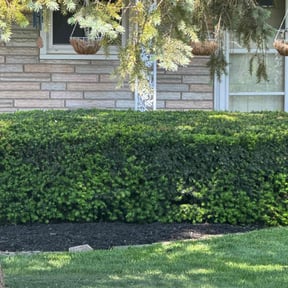 Bush Trimming by Chai reviewed on July 12, 2022