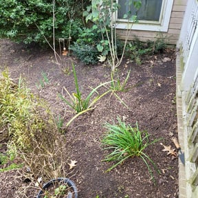 Flower Bed Weeding by Humberto's Lawn care reviewed on February 27, 2025