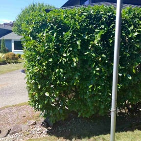 Bush Trimming by Rios Enterprise Lawn Mowing Services LLC reviewed on July 31, 2022