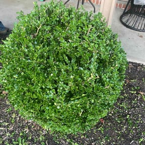 Bush Trimming by Beyond Clean reviewed on December 9, 2024