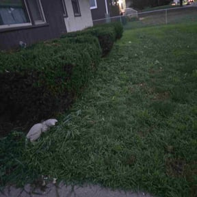 Bush Trimming by LSLTDallas/FortWorthTruGreen reviewed on August 5, 2023