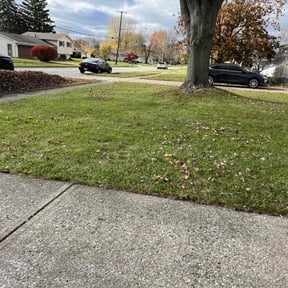 Leaf Removal by Loyalty Repairs reviewed on May 9, 2025