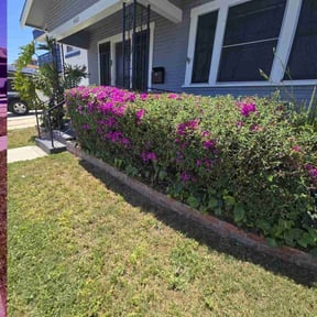 Bush Trimming by LSLTDallas/FortWorthTruGreen reviewed on May 24, 2023