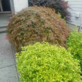 Bush Trimming by T&A lawn care reviewed on December 11, 2024