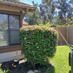 Bush Trimming by Goodearth Lawn Service reviewed on April 27, 2022