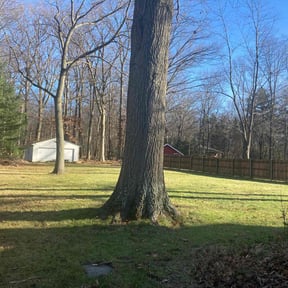 Leaf Removal by Yinzer Lawn Care reviewed on June 30, 2022