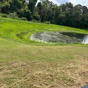 Bush Trimming by DRays Lawn Care reviewed on June 8, 2022