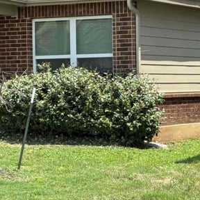 Bush Trimming by impressive touch lawn care & Services reviewed on May 27, 2022
