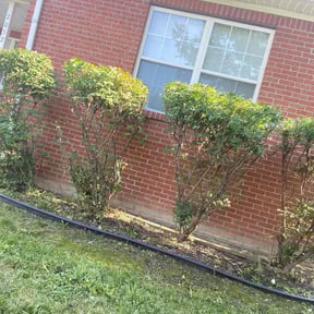 Weeding by Dxd lawn care reviewed on August 4, 2022