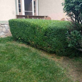 Bush Trimming by Kingdom Creations reviewed on April 7, 2025