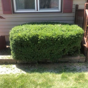 Bush Trimming by Erik Gaynor reviewed on June 22, 2022