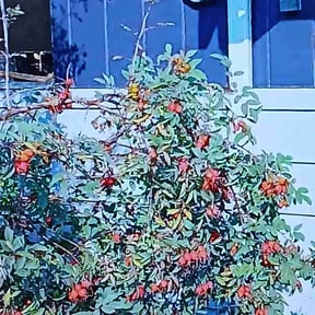Bush Trimming by Together Landscape reviewed on May 13, 2022
