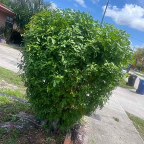 Bush Trimming by King James lawncare reviewed on November 19, 2023