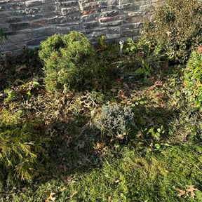 Bush Trimming by Jeremy's Lawn Service reviewed on October 27, 2021