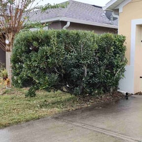 Bush Trimming by Legit Lawn Care Plus reviewed on November 1, 2024