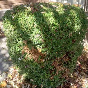 Bush Trimming by Reliablemowing LLC reviewed on June 24, 2022
