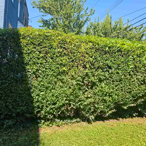 Bush Trimming by LSLTDallas/FortWorthTruGreen reviewed on May 14, 2024