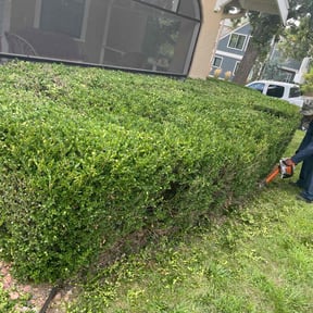 Bush Trimming by Mabin Lawn Service reviewed on January 4, 2025