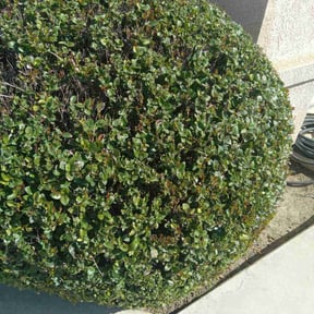 Bush Trimming by Green Craft Gardening reviewed on January 2, 2025