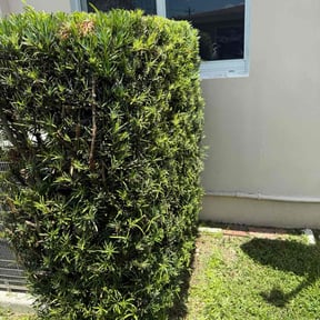 Bush Trimming by Major Services reviewed on March 15, 2025