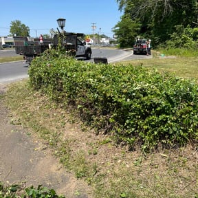 Bush Trimming by Maximum Effort Cuts reviewed on April 11, 2022