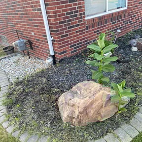 Bush Trimming by Ceo Bailey reviewed on May 3, 2022