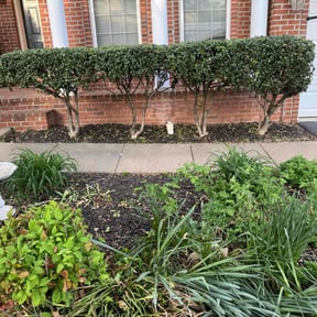 Bush Trimming by Edges lawn care services reviewed on June 30, 2022
