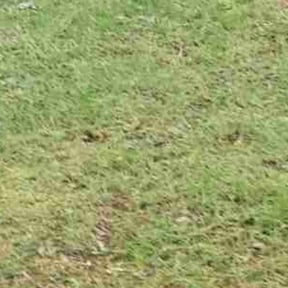 Leaf Removal by Kay lawn care reviewed on May 16, 2025