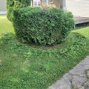 Bush Trimming by Prolific Property Services reviewed on October 14, 2021