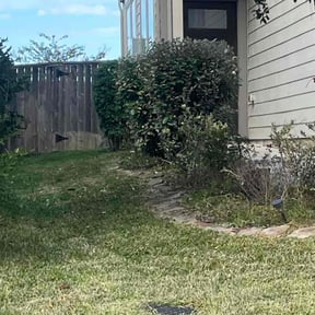 Bush Trimming by Lawncare reviewed on June 20, 2022