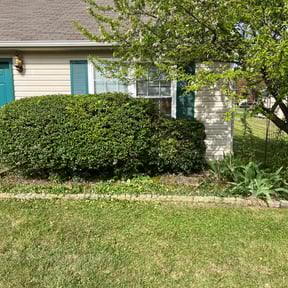 Bush Trimming by Unlimited Lawn Care reviewed on March 10, 2022