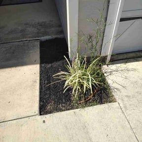 Flower Bed Weeding by The Lawn Care Guy reviewed on June 28, 2022