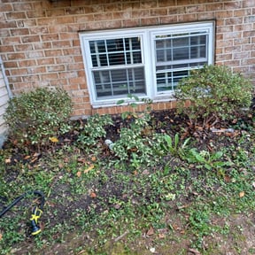 Bush Trimming by Cutting Edge Lawn Care and Tree Service reviewed on July 15, 2022