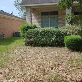 Bush Trimming by 99182 reviewed on June 17, 2022