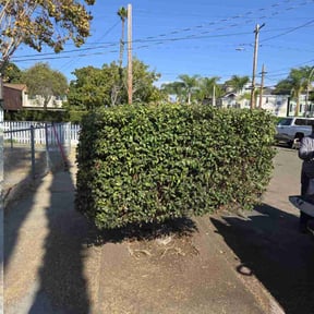 Bush Trimming by Jose Villatoro reviewed on April 7, 2022