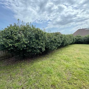 Bush Trimming by Precise Lawn Care reviewed on August 9, 2025