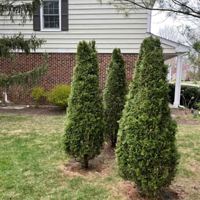 Bush Trimming by Phillip Landscape reviewed on October 10, 2022