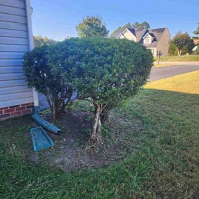 Bush Trimming by Keep It Cut Lawn Services reviewed on March 25, 2025