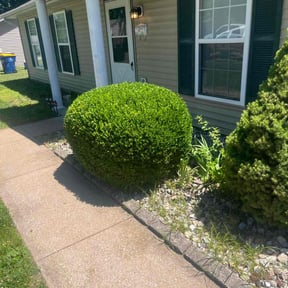 Bush Trimming by Lee's Lawn Care reviewed on March 13, 2025