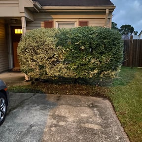 Bush Trimming by ST. JAMES PROFESSIONAL SERVICES GROUP LLC reviewed on September 22, 2024