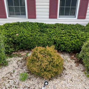 Bush Trimming by Jose&Jose Landscaping reviewed on April 21, 2022